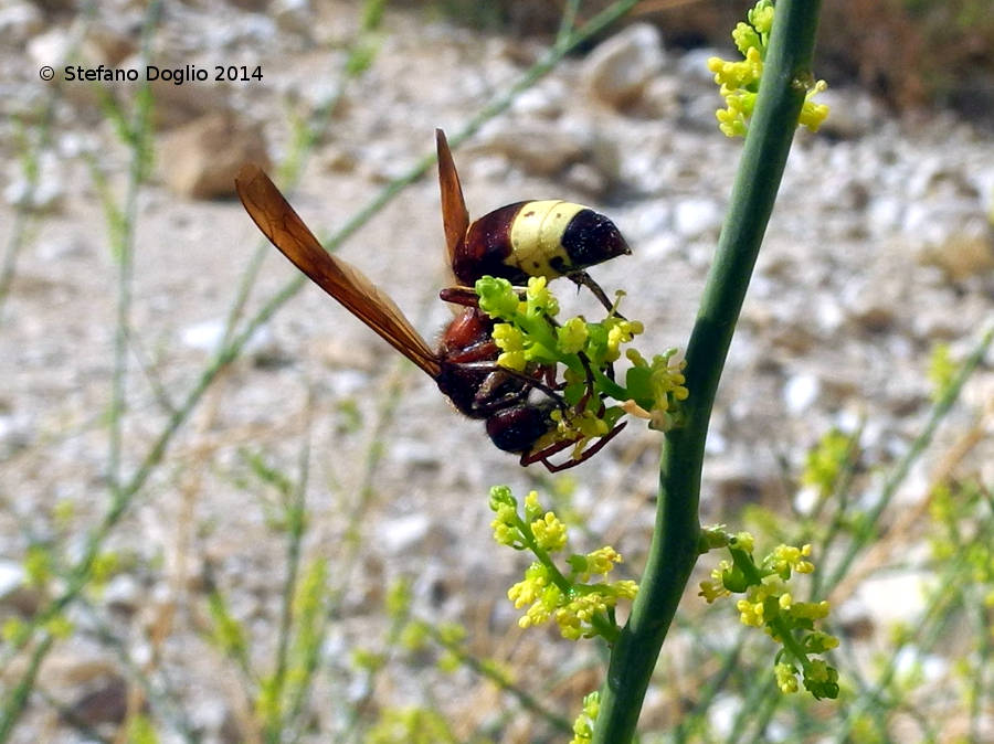 vespe israeliane: Vespa orientalis e Sphecidae sp.